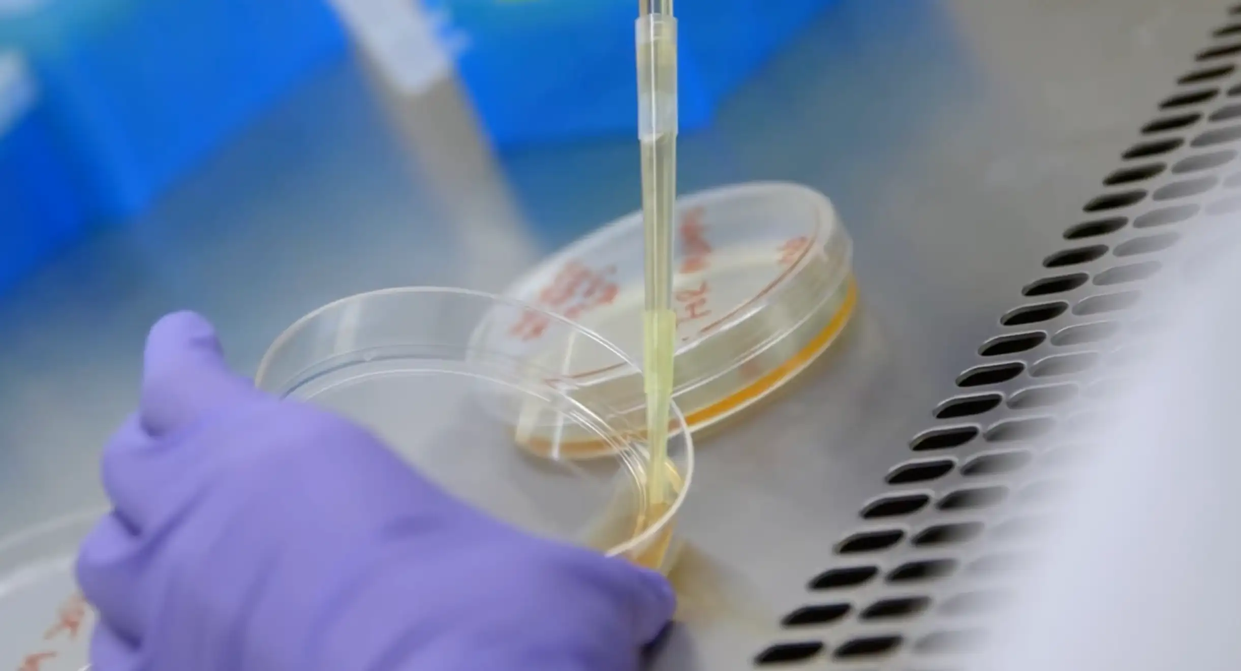 A gloved hand drawing from a culture dish with a serological pipette inside a biosafety cabinet