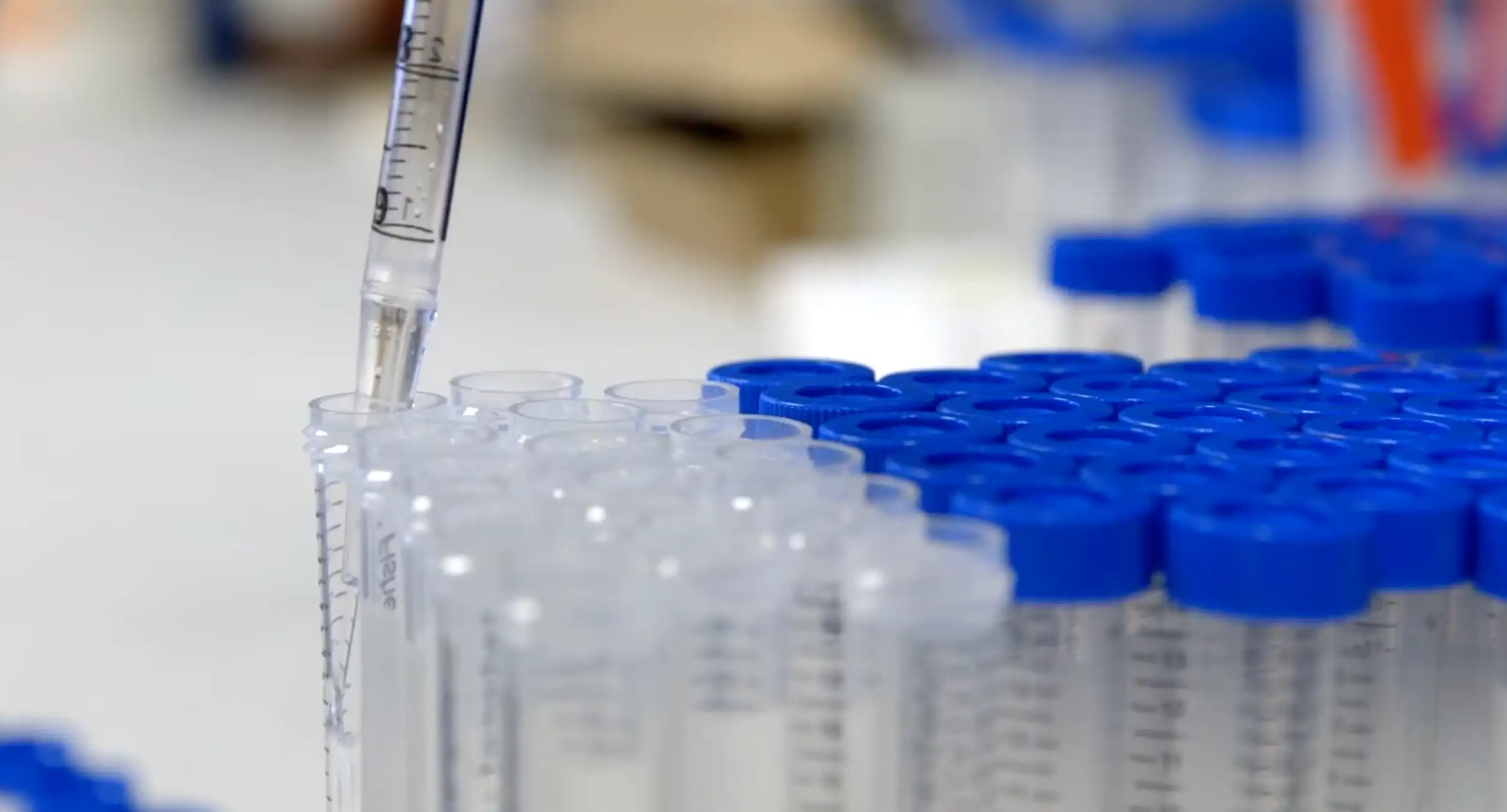 A pipette dispensing into a dense rack of blue-capped conical tubes